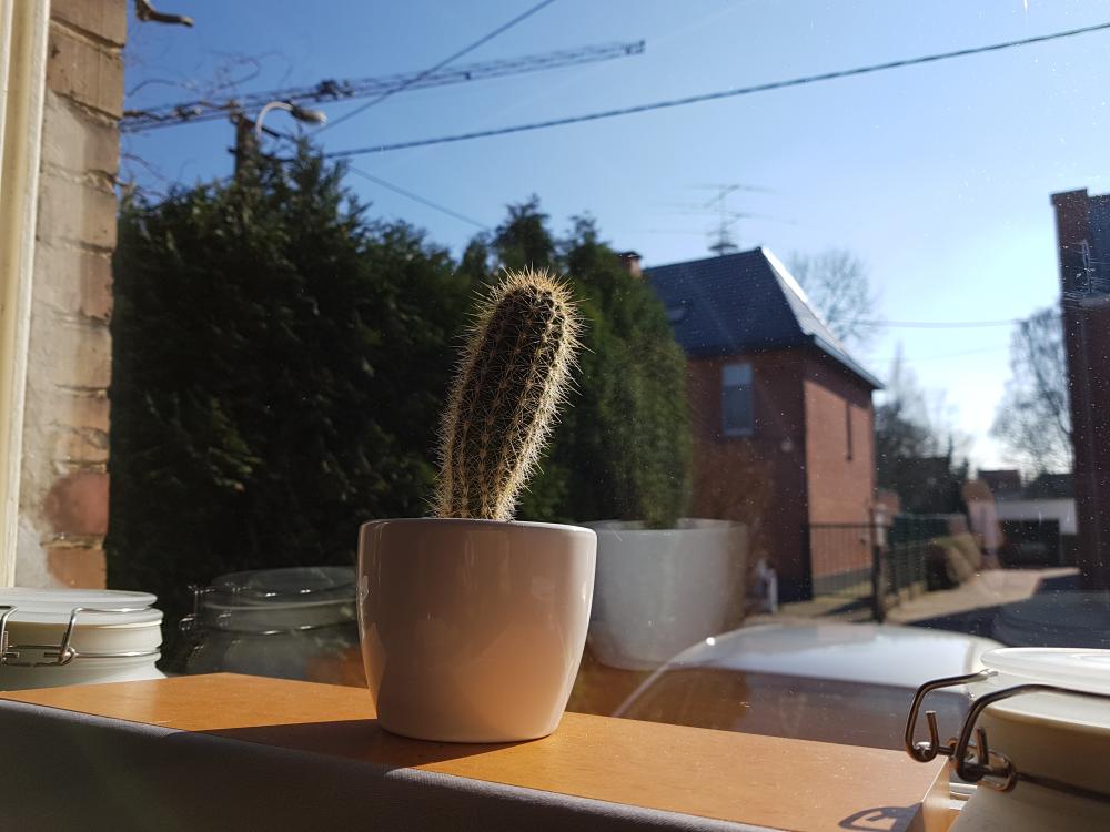 Cactus looking at the sun