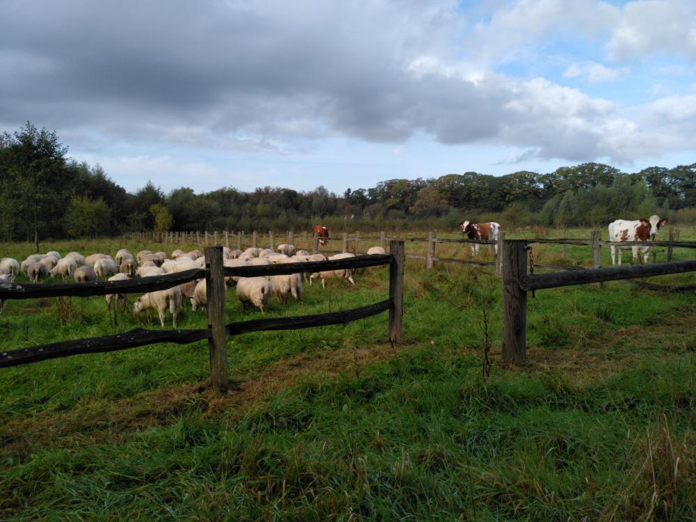 Sheep in Parbos Gent