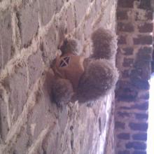 Teddy in the wall